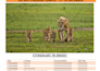 plan your luxury safari, honeymoon or group trip